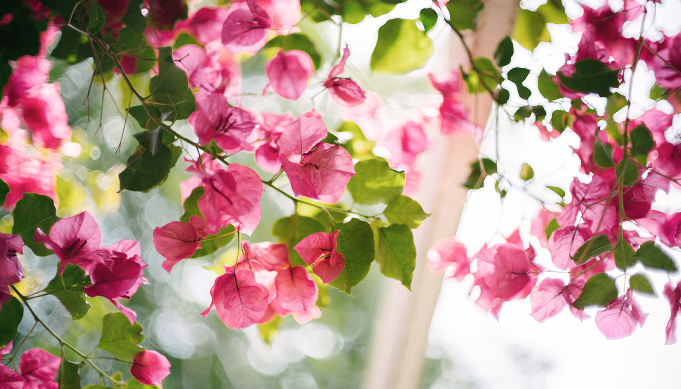 Bougainvillea is a native flower to Santa Barbara and grows outside of Santa Barbara City College's Student Services Building.