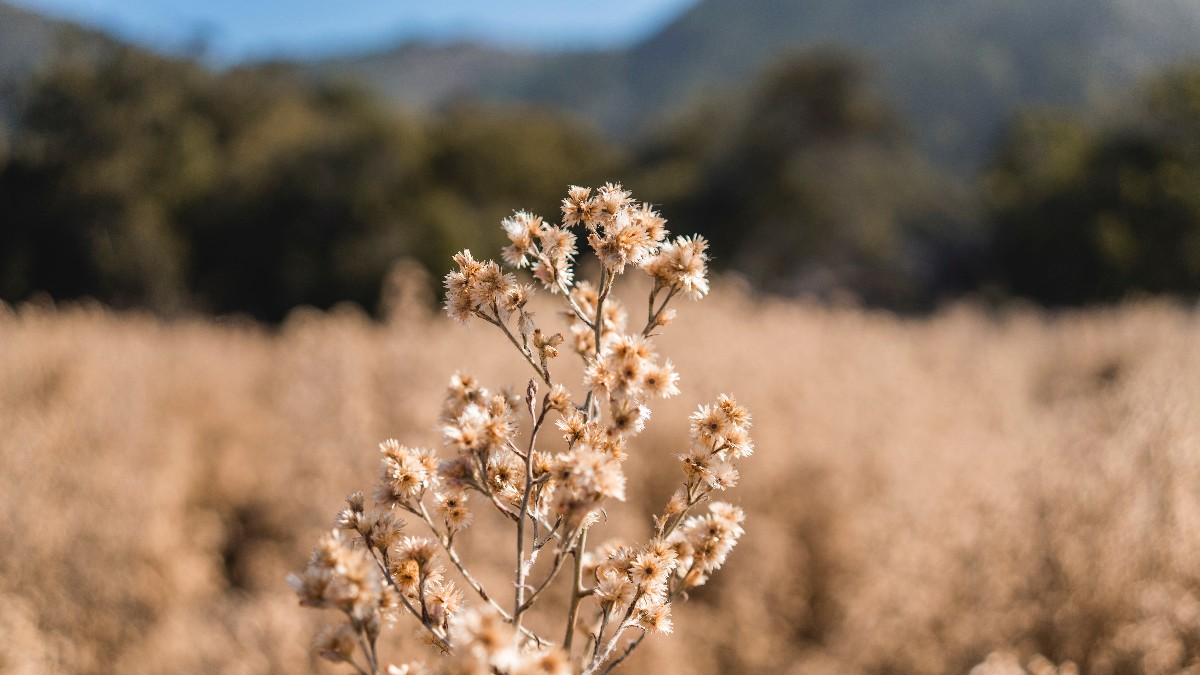 Dry Grass Field