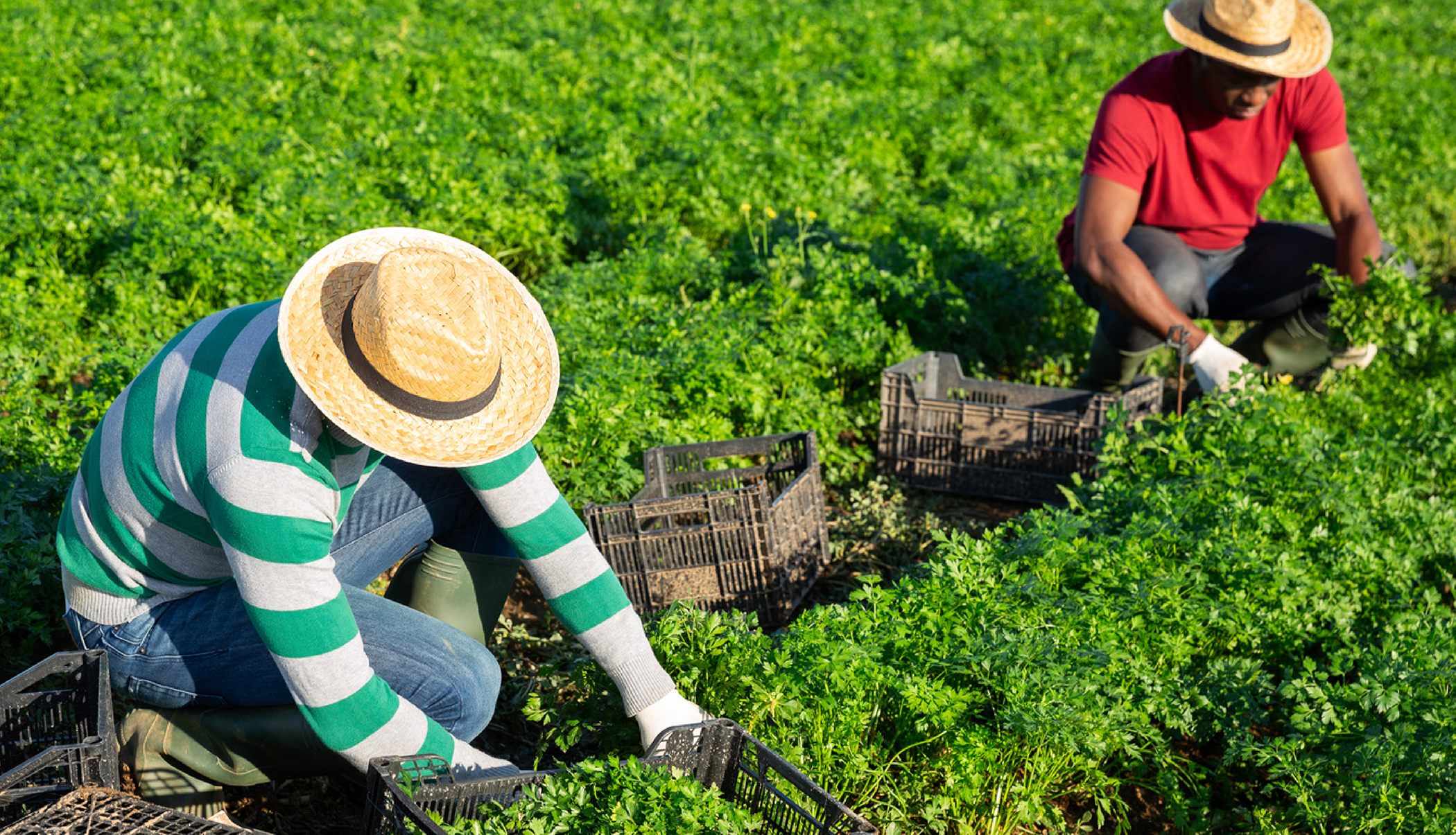 Farmworkers Panel